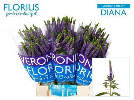 <h4>Veron Smart Diana 50cm</h4>