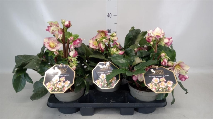 <h4>Helleborus ori.</h4>