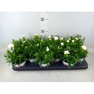 Dianthus  'Oscar White'