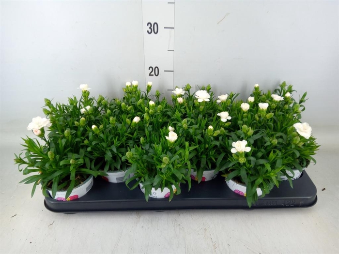 <h4>Dianthus  'Oscar White'</h4>