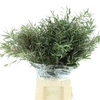 EUCA NICOLI 300GRAM