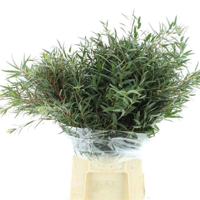 <h4>Euca Nicolii 300gram</h4>