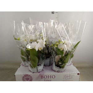 Phalaenopsis   ...white