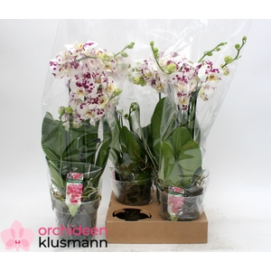 PHAL GEM