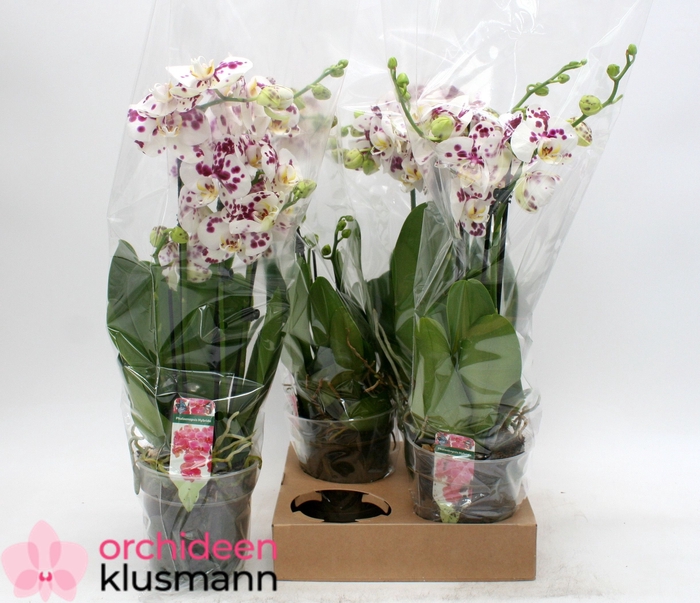<h4>PHAL GEM</h4>