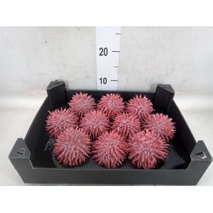 Cucumis hirsitus .../stuk