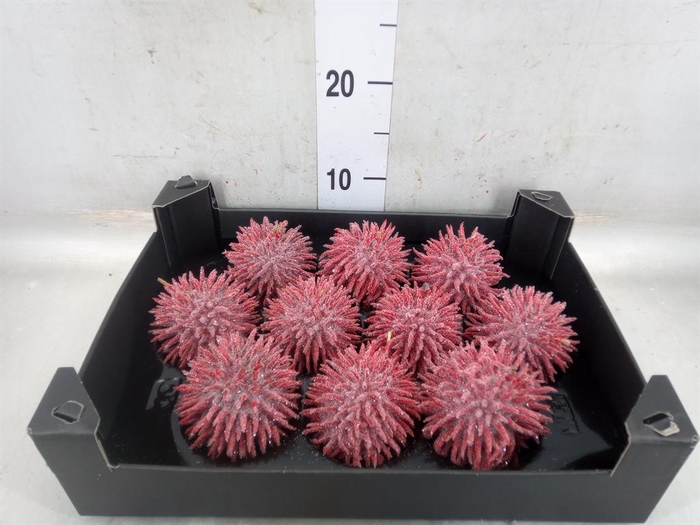 <h4>Cucumis hirsitus   .../stuk</h4>