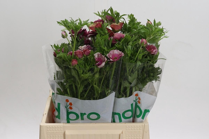 <h4>Ranunculus Magical Cinnamon</h4>