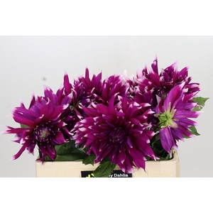 Dahlia England's Glory