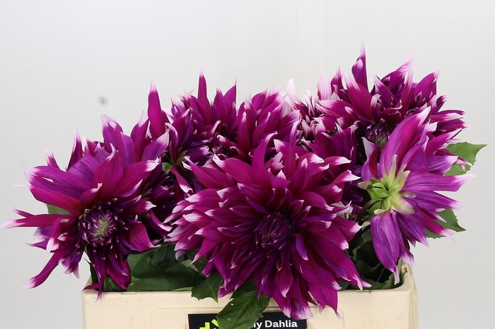 <h4>Dahlia England's Glory</h4>
