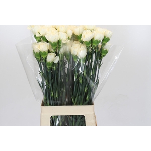 Dianthus St Rodas Creme