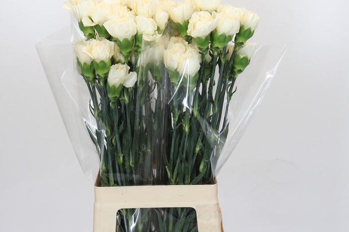 Dianthus St Rodas Creme