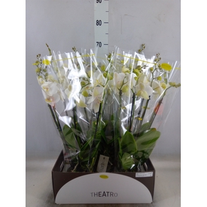 Phalaenopsis   ...white