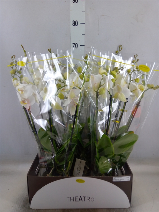<h4>Phalaenopsis   ...white</h4>
