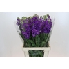 Matthiola Iron Purple