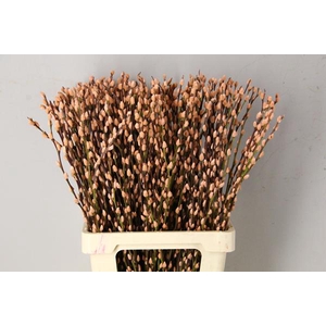 Salix Snowflake 70cm Apricot