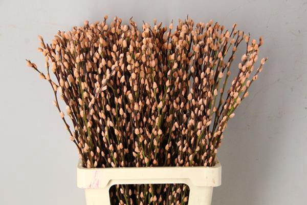 Salix Snowflake 70cm Apricot