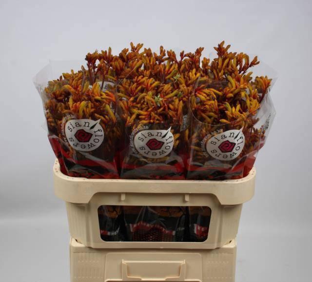 <h4>ANIGOZ GOLD FEVER</h4>