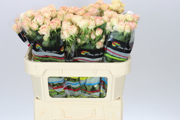 <h4>Rosa Tr Azore X5</h4>