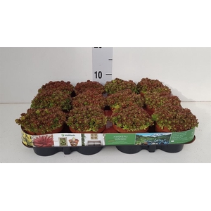 Sedum album 'Murale'