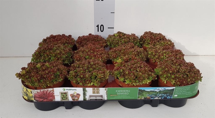 <h4>Sedum album 'Murale'</h4>