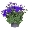 Senetti Percallis mixkar