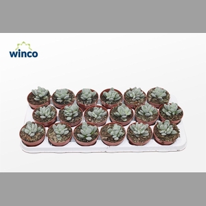 ADROMI MACULATUS
