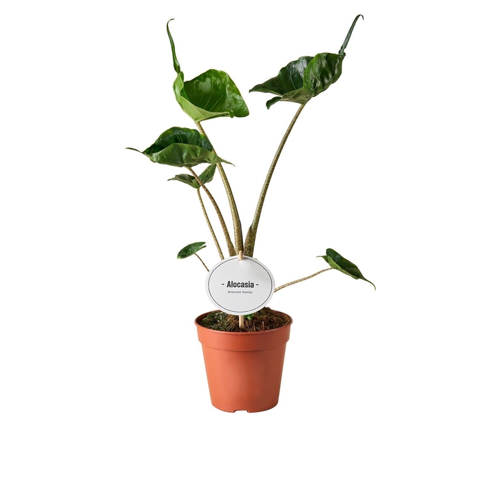 Alocasia macrorrhiza Stingray