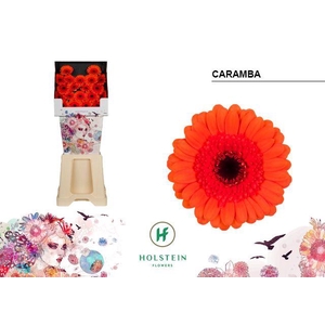 Germini Caramba Diamond