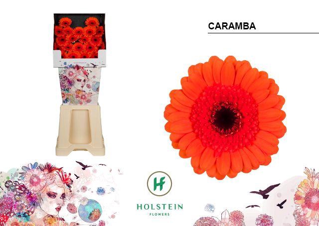 <h4>Germini Caramba Diamond</h4>