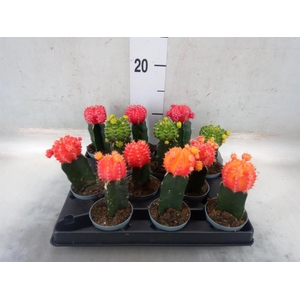 Gymnocalycium mihanov.   ...