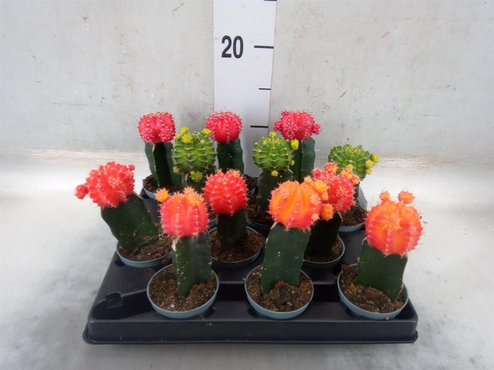 <h4>Gymnocalycium mihanov.   ...</h4>