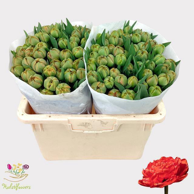 <h4>TU DU MIRANDA</h4>