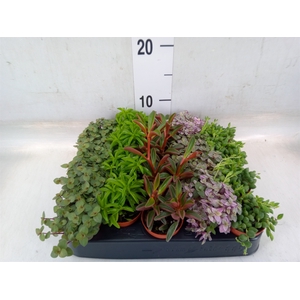 Planten  ..mix