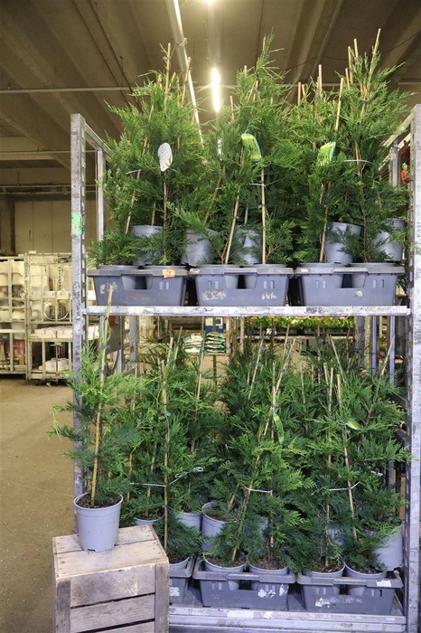 <h4>Cupres Leylandii</h4>