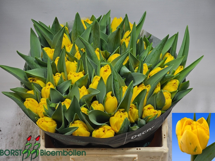 <h4>TU DU SUNSPOT</h4>