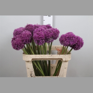 Allium Giganteum