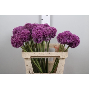 Allium Giganteum