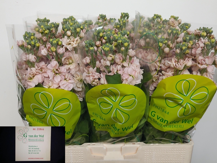 <h4>MATTH MILLA SALMON</h4>