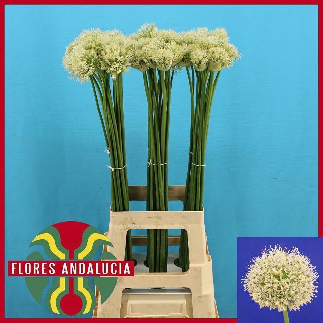 <h4>ALLIUM MOUNT EVEREST</h4>