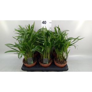 Dypsis lutescens   ...Chrysalidoca