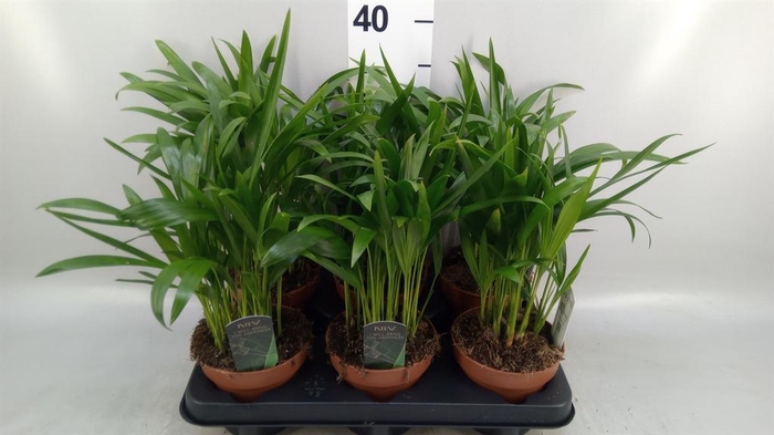 <h4>Dypsis lutescens ...Chrysalidoca</h4>