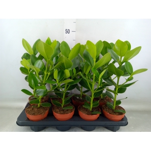 Clusia rosea 'Princess'