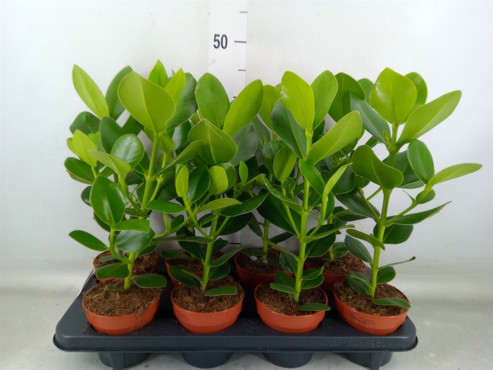 <h4>Clusia rosea 'Princess'</h4>