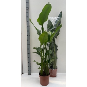 STRELITZIA NICOLAI