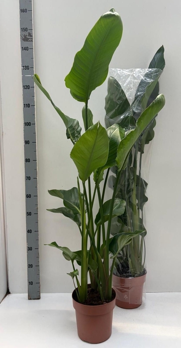 <h4>STRELITZIA NICOLAI</h4>