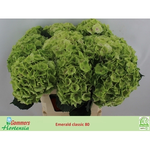HYDR M MAG EMERAL CL