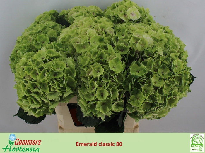 <h4>HYDR M MAG EMERAL CL</h4>