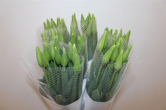 <h4>Tu Fr En Maureen</h4>