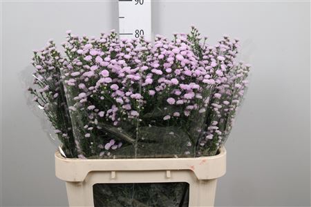 <h4>Ast Astee Pink Pearl</h4>